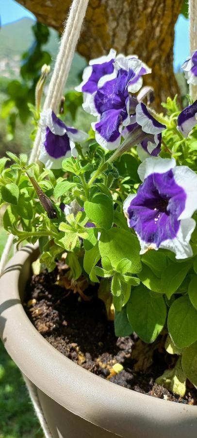 Kondaraíni Lily Home_Lefkada ~ Private Country House מראה חיצוני תמונה