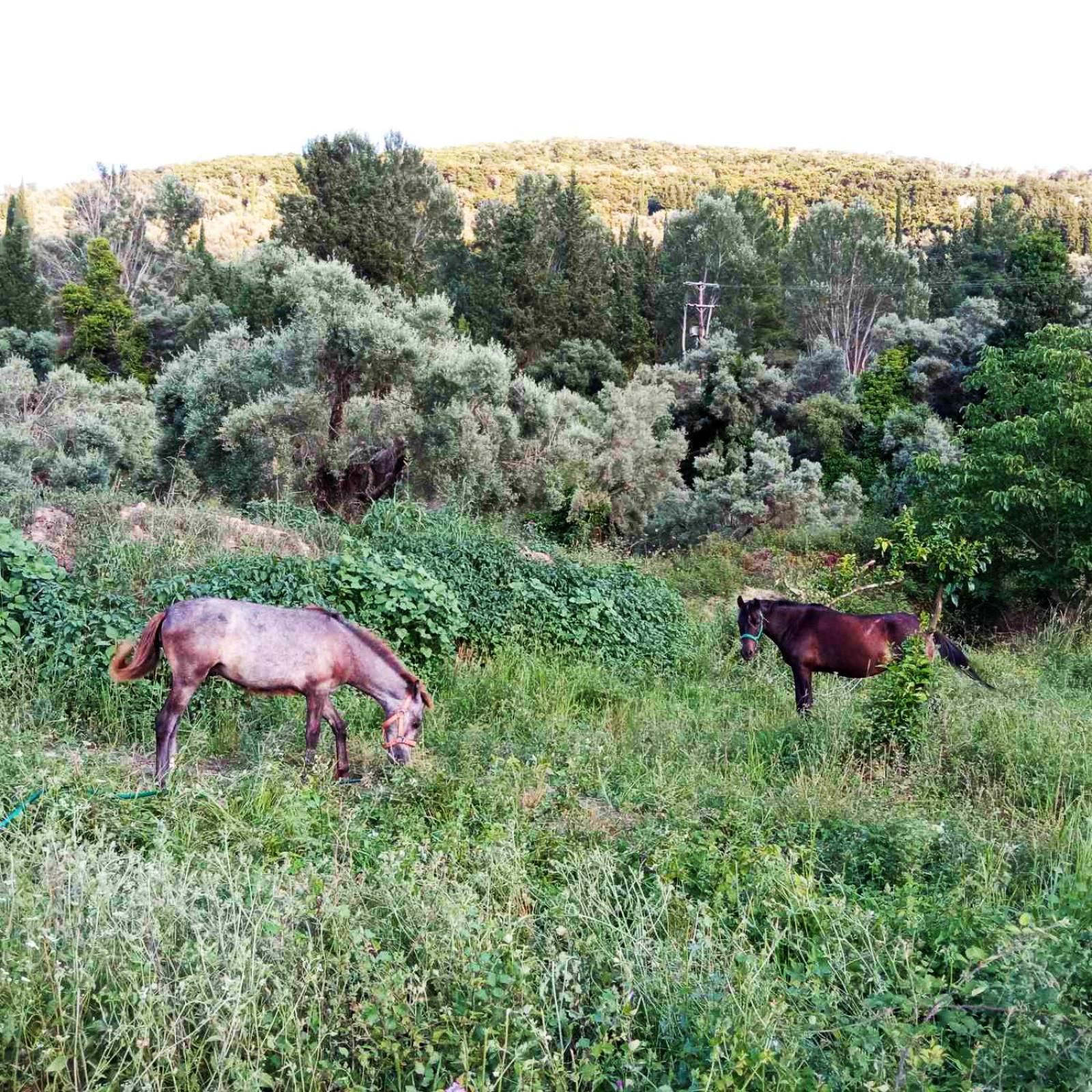 Kondaraíni Lily Home_Lefkada ~ Private Country House מראה חיצוני תמונה
