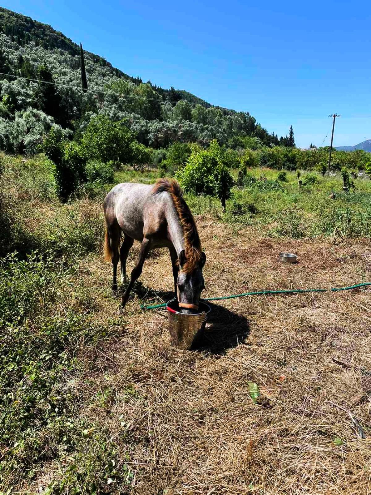 Kondaraíni Lily Home_Lefkada ~ Private Country House מראה חיצוני תמונה